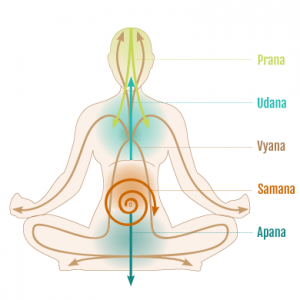 Prana Apana Yoga & Retreats